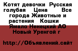 Котят девочки “Русская голубая“ › Цена ­ 0 - Все города Животные и растения » Кошки   . Ямало-Ненецкий АО,Новый Уренгой г.
